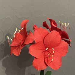 Amaryllis 