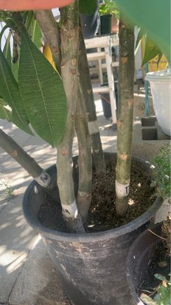 Plumerias