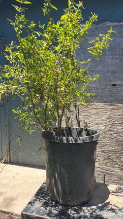 pomegranate tree