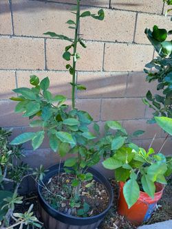 Asian grapefruit tree