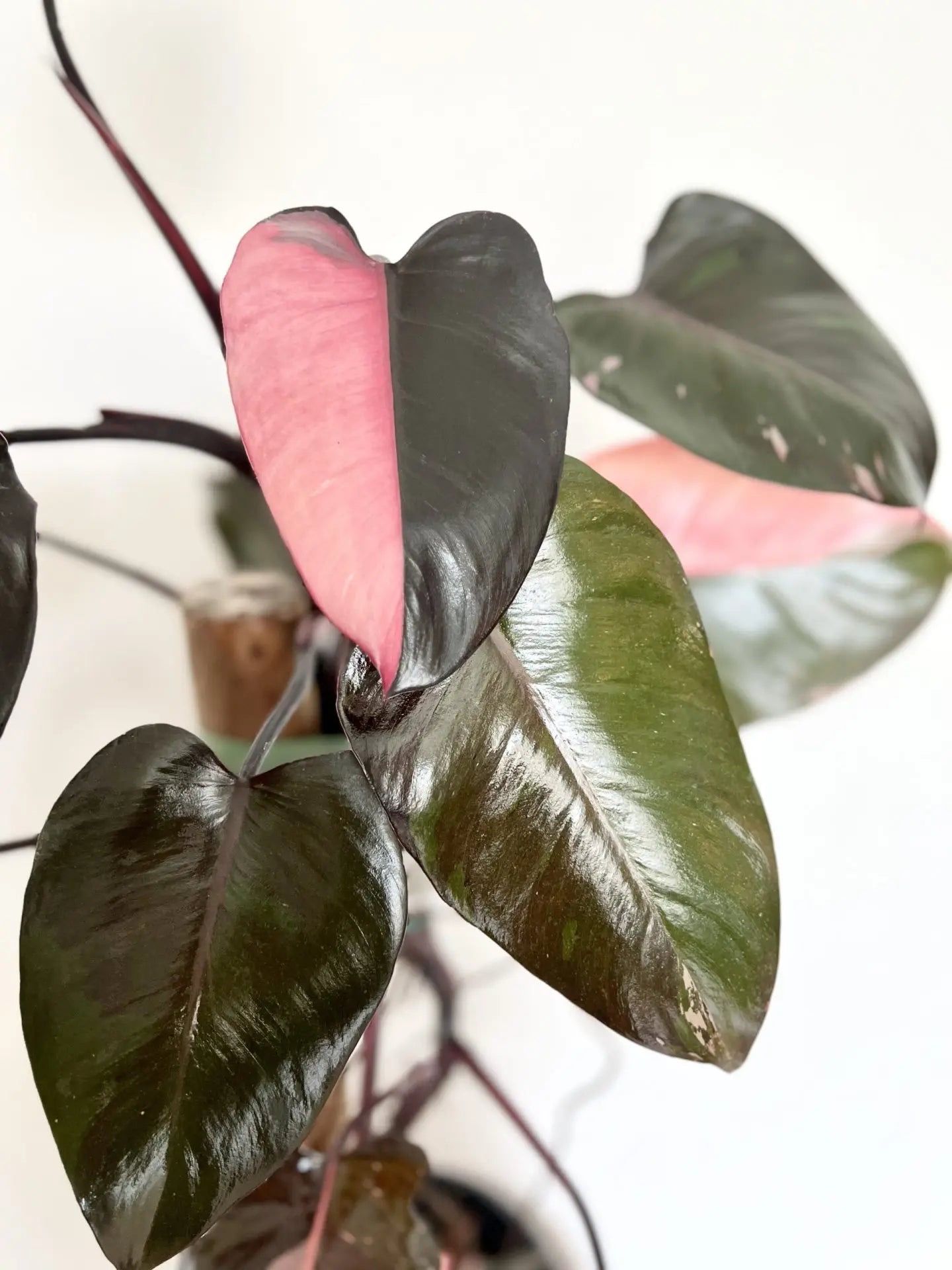 Philodendron Pink Princess – Rare Variegated Aroid Starter Plant, Live Indoor Tropical Plant (No Pot)