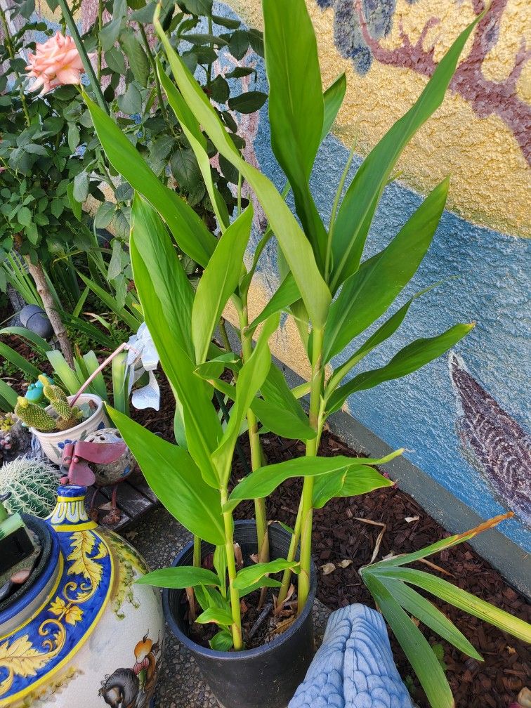 Ornamental Flowering Ginger Plants