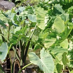 Edible Elephant Ear Plant