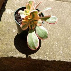 Sunburst Succulent