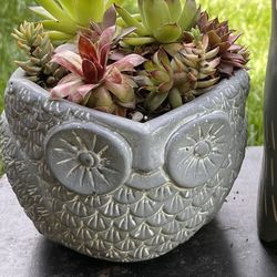 Owl Succulent Plant