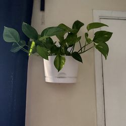 Plants golden pothos