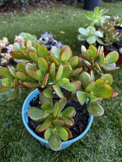 Jade Plant In 3 Gallon Pot