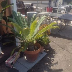 Cycad Palm