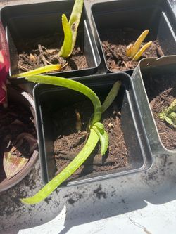 Aloe plants