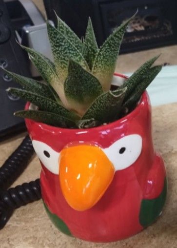 Succulent Pot
