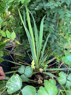 Large Yucca , perennial plant 15” Tall  in a pot