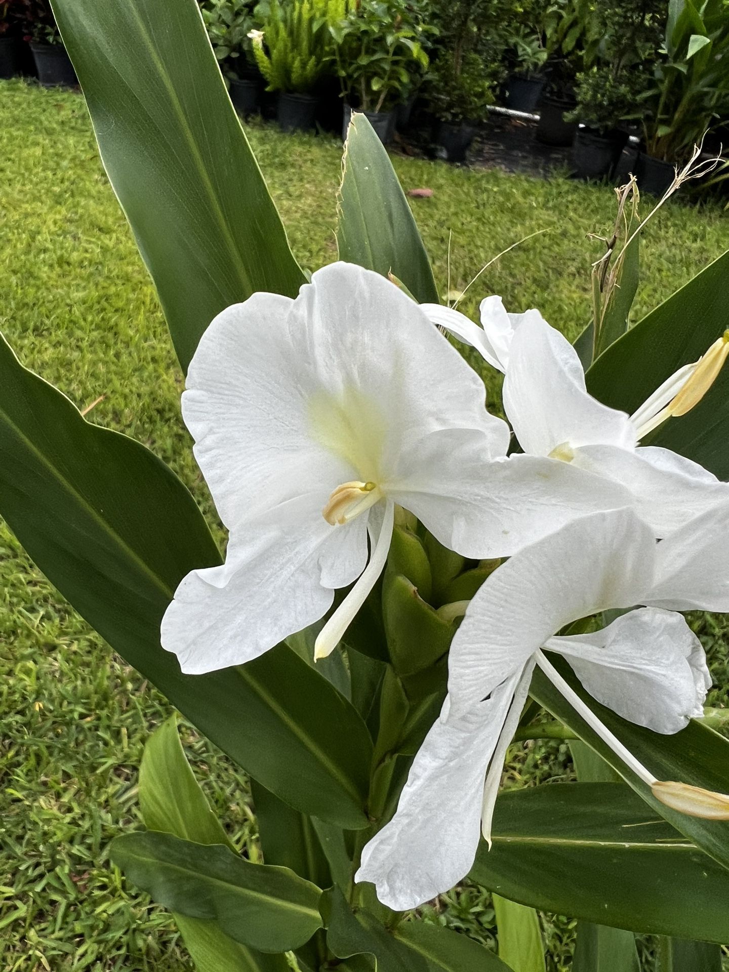 BUTTERFLY GINGER LILY (3 Gallon Pot) White Scented Flowers