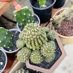 Euphorbia Gymnocalycium Cluster Grafted Imported