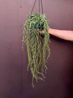 6” hoya linearis XL