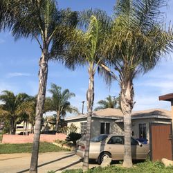 Palm Trees
