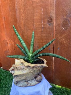 Sansevieria Cylindrica “starfish” plant