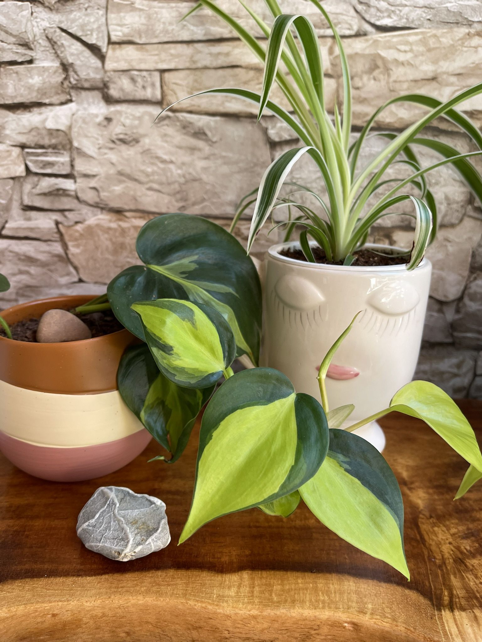 House Plant Heart Leaf Philodendron 'Brasil' In Cute Ceramic Pot 4"H.