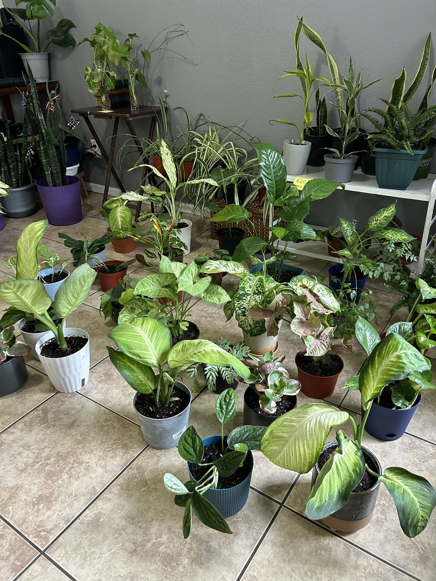 Plants For Sale 10 Each