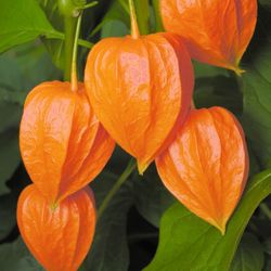 Chinese Lantern Plant ~Physalis alkekengi~ Japanese Lantern ~ Ornamental Garden ~ Bladder Cherry ~ Winter Cherry

