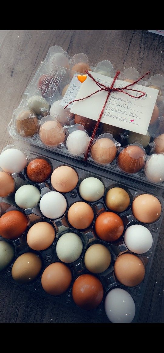 Colorful Chicken Eggs