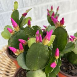 Violet Pink Spring Flowering Cactus  Plant Houseplant 4” Pot Succulent BLOOMING - 5 each