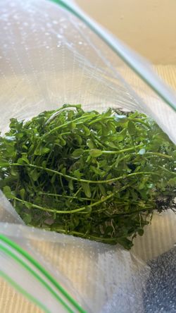 aquatic plants