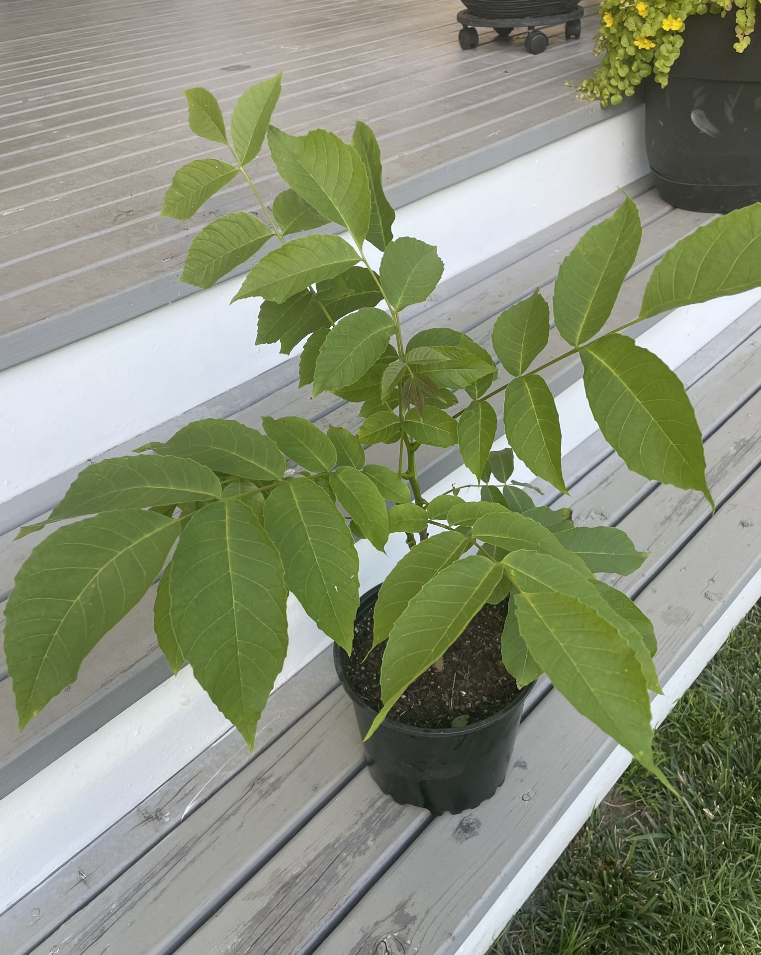 Walnut Tree ‘Juglans regia’ (Outdoor Life Plant)