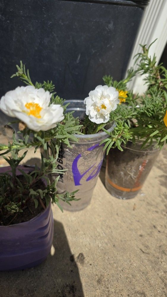 Portulaca Plants