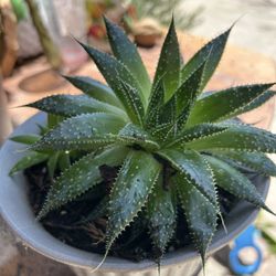Planta