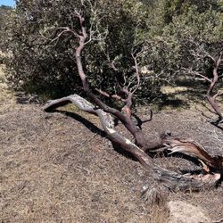 Manzanita Wood