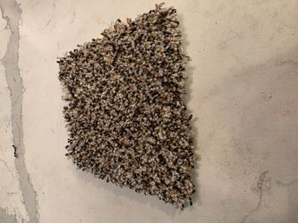 New carpet
