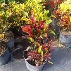 Croutons Mamey In 3gal