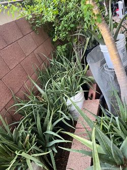 Better Deals Than Lowe’s Aloe Vera Plants