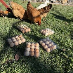 Free Range Chicken Eggs