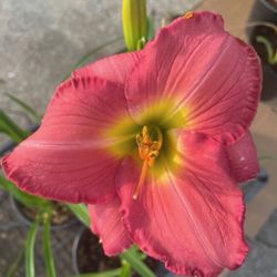 Daylilies Perennial Homegrown Plants 