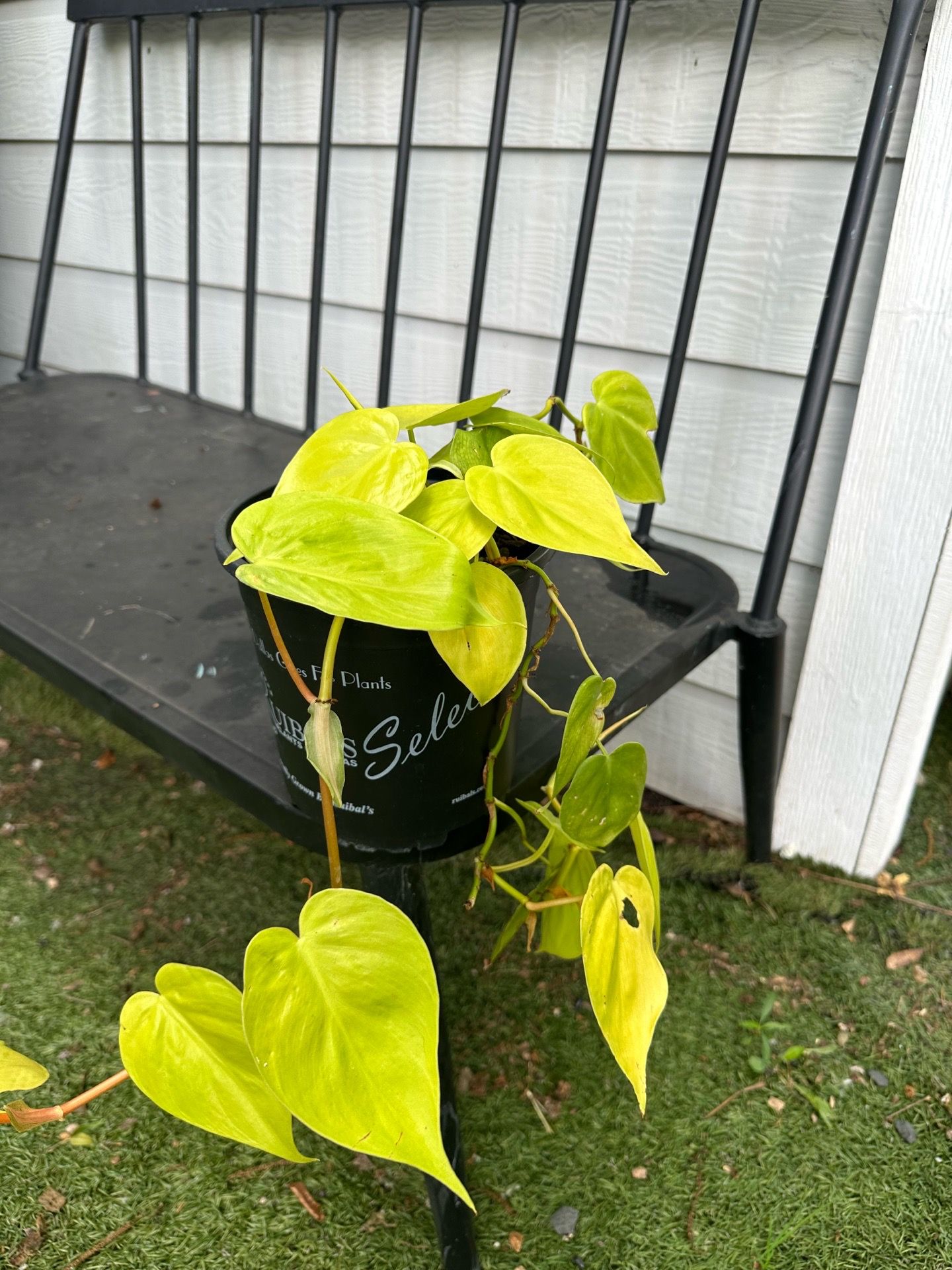 planta colgante de adentro ode sonbra