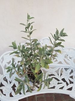 Potted Plant