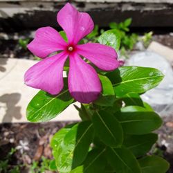 Huge Blooming Plant In Weeki Wachee Spring Hill