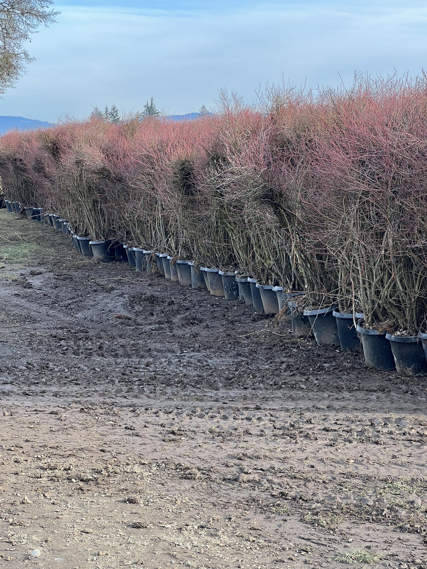 Blueberry Bushes HUGE Liberty Blueberry Bushes