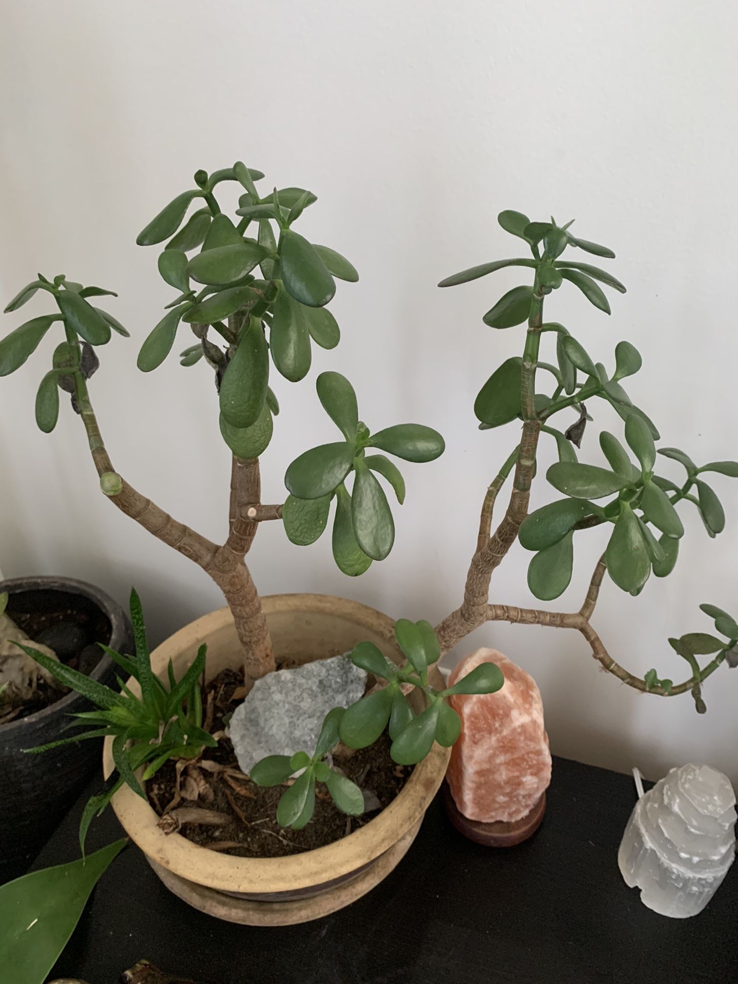 Gorgeous Succulent With Snake Plant Ceramic Pot