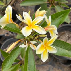 Plumeria Plant in Pot