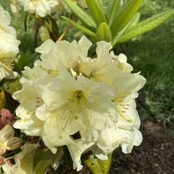 Rhododendron 'Fashion Plate'  