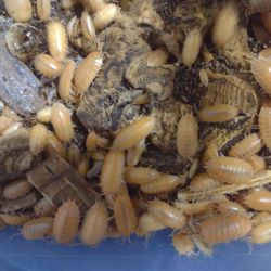 Isopods Porcellio Laevis Orange