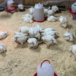 $20 Apiece, Broiler Hens