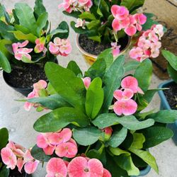 Hermosas coronas de Cristo  doble flor 20 Each 