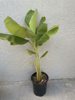 Dwarf Namwa Banana