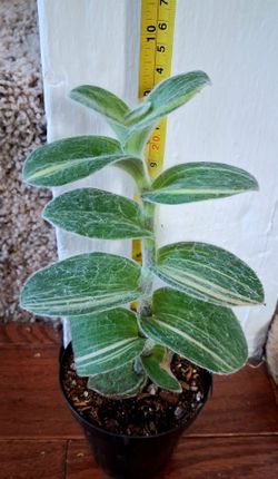 Live Beautiful Tradescania white cobweb Spider Wort  Velvet indoor Houseplants Please see Pictures and size  sale $10