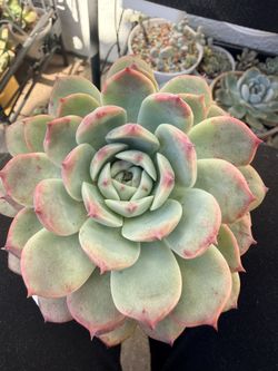 Echeveria Succulent 