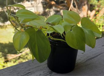 Lemon Lime Philledendron 