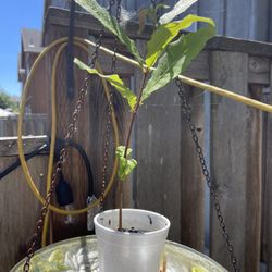 Edible Chestnut Trees